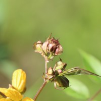Senna occidentalis (L.) Link